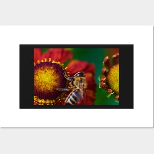 Bee on red flower Posters and Art